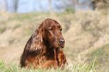 SETTER IRLANDAIS 208